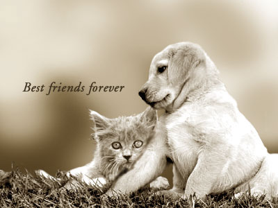 best-friends-forever.jpg?w=510